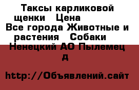 Таксы карликовой щенки › Цена ­ 20 000 - Все города Животные и растения » Собаки   . Ненецкий АО,Пылемец д.